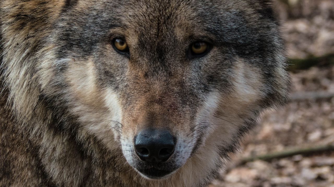 Wallpaper wolf, muzzle, predator, look, wildlife