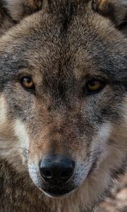 Preview wallpaper wolf, muzzle, predator, look, wildlife