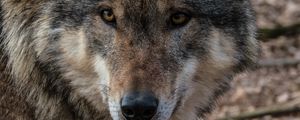 Preview wallpaper wolf, muzzle, predator, look, wildlife