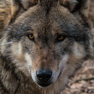 Preview wallpaper wolf, muzzle, predator, look, wildlife