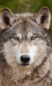 Preview wallpaper wolf, muzzle, predator, wool