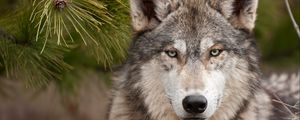 Preview wallpaper wolf, muzzle, predator, wool