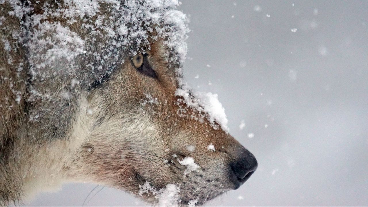Wallpaper wolf, muzzle, snow, predator
