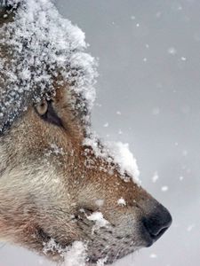 Preview wallpaper wolf, muzzle, snow, predator
