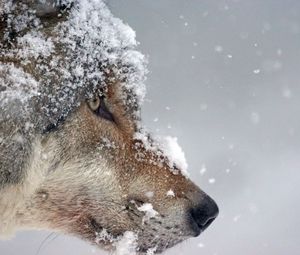 Preview wallpaper wolf, muzzle, snow, predator