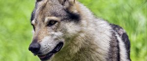 Preview wallpaper wolf, paw, predator, animal, grass