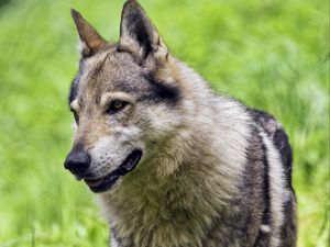 Preview wallpaper wolf, paw, predator, animal, grass