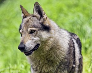 Preview wallpaper wolf, paw, predator, animal, grass