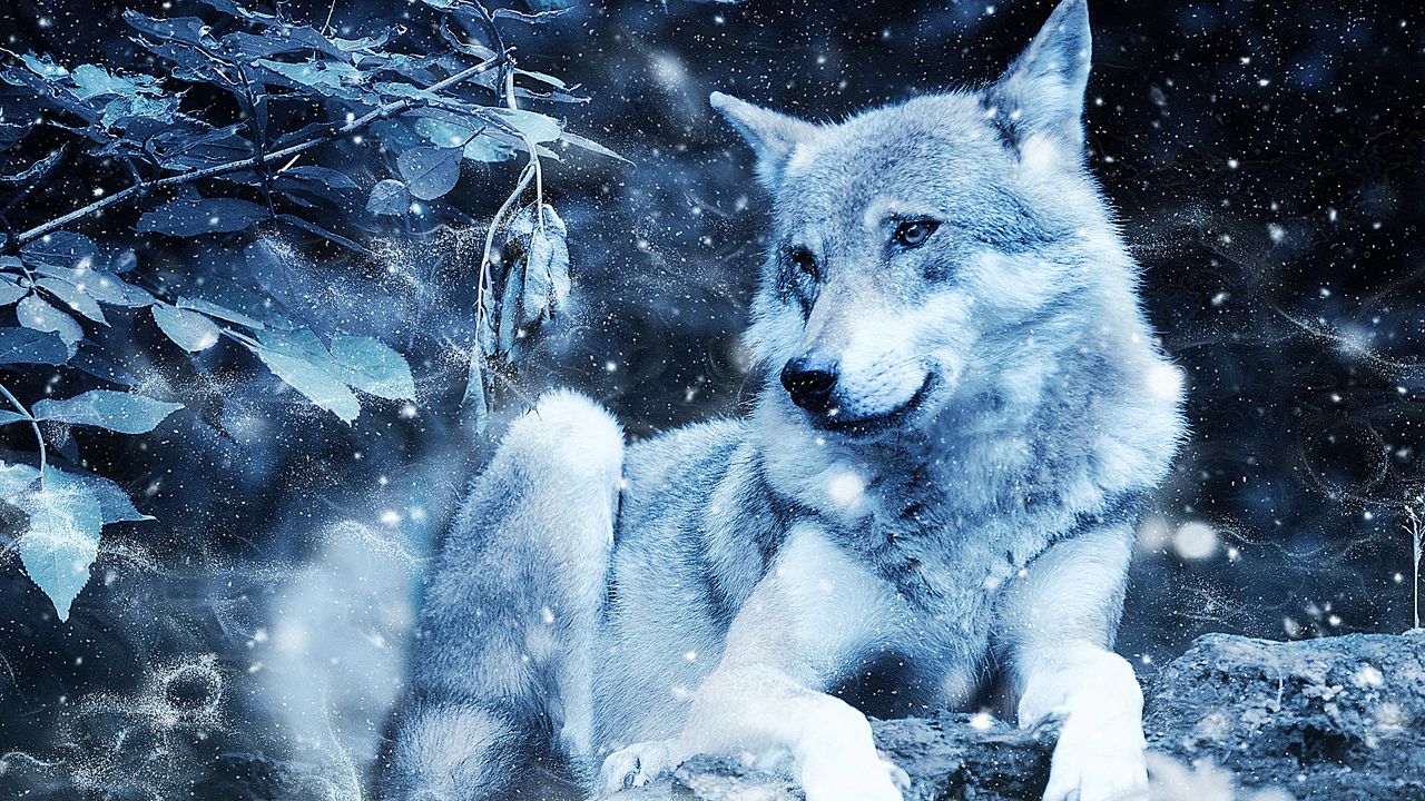 Wallpaper wolf, photoshop, predator, wildlife