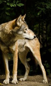 Preview wallpaper wolf, pose, predator, animal