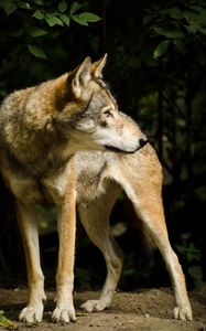 Preview wallpaper wolf, pose, predator, animal