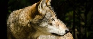 Preview wallpaper wolf, pose, predator, animal