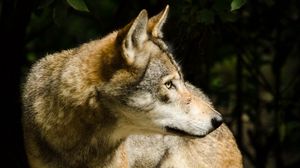 Preview wallpaper wolf, pose, predator, animal