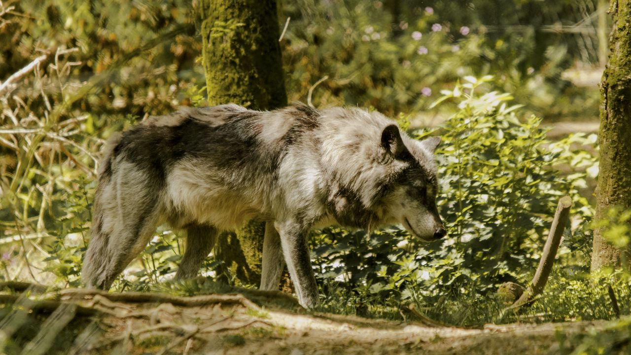 Wallpaper wolf, pose, predator, animal, blur