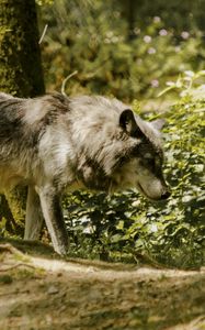 Preview wallpaper wolf, pose, predator, animal, blur