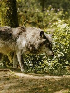 Preview wallpaper wolf, pose, predator, animal, blur