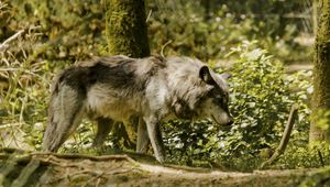Preview wallpaper wolf, pose, predator, animal, blur