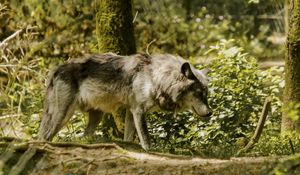 Preview wallpaper wolf, pose, predator, animal, blur