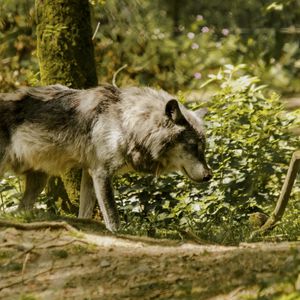 Preview wallpaper wolf, pose, predator, animal, blur