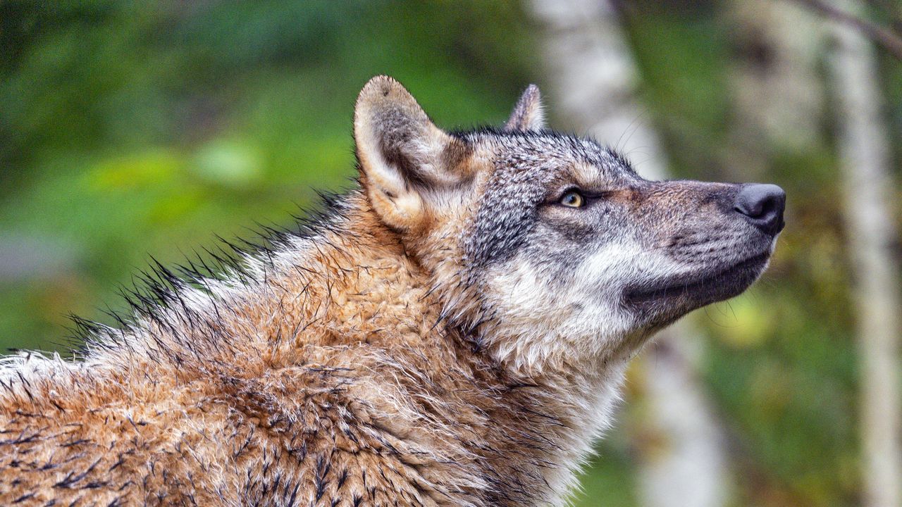 Wallpaper wolf, predator, animal, wildlife, profile