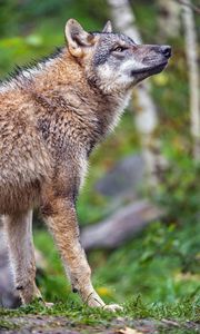 Preview wallpaper wolf, predator, animal, wildlife, profile