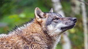 Preview wallpaper wolf, predator, animal, wildlife, profile