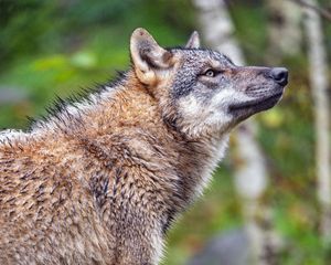 Preview wallpaper wolf, predator, animal, wildlife, profile