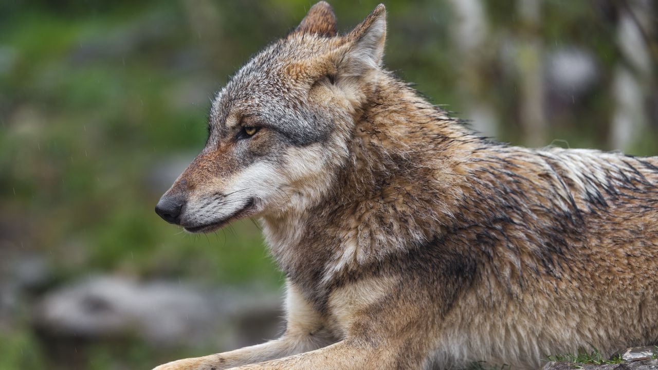 Wallpaper wolf, predator, animal, profile, blur, wildlife