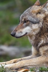 Preview wallpaper wolf, predator, animal, profile, blur, wildlife