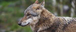 Preview wallpaper wolf, predator, animal, profile, blur, wildlife