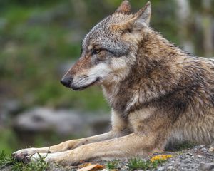 Preview wallpaper wolf, predator, animal, profile, blur, wildlife