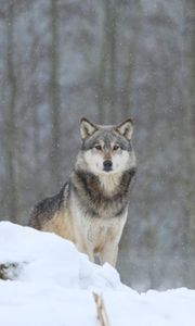Preview wallpaper wolf, predator, animal, snow, snowy