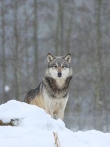Preview wallpaper wolf, predator, animal, snow, snowy