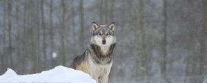 Preview wallpaper wolf, predator, animal, snow, snowy