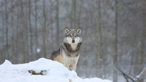Preview wallpaper wolf, predator, animal, snow, snowy