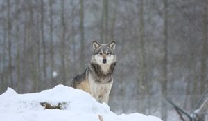 Preview wallpaper wolf, predator, animal, snow, snowy