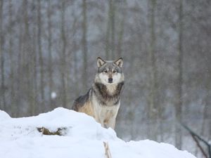 Preview wallpaper wolf, predator, animal, snow, snowy
