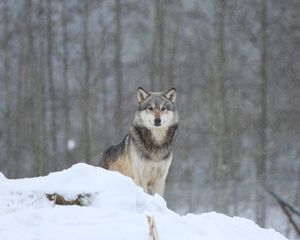 Preview wallpaper wolf, predator, animal, snow, snowy