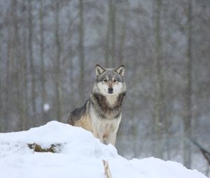 Preview wallpaper wolf, predator, animal, snow, snowy