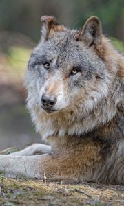 Preview wallpaper wolf, predator, animal, glance