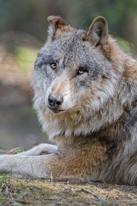 Preview wallpaper wolf, predator, animal, glance