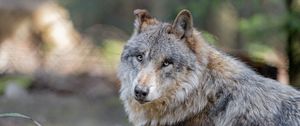 Preview wallpaper wolf, predator, animal, glance