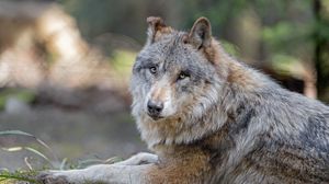 Preview wallpaper wolf, predator, animal, glance