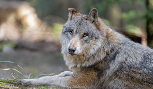 Preview wallpaper wolf, predator, animal, glance