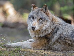 Preview wallpaper wolf, predator, animal, glance