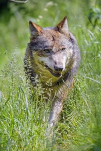 Preview wallpaper wolf, predator, animal, grass