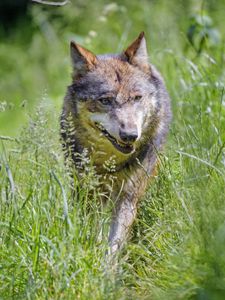 Preview wallpaper wolf, predator, animal, grass