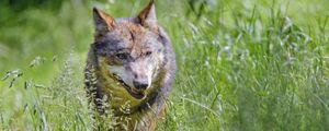 Preview wallpaper wolf, predator, animal, grass