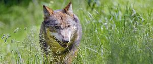 Preview wallpaper wolf, predator, animal, grass