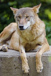 Preview wallpaper wolf, predator, animal, glance, muzzle